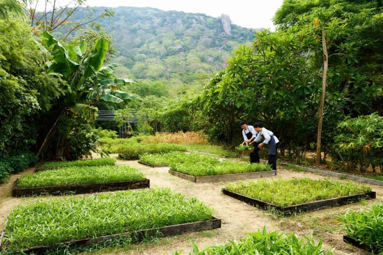 Organic Garden